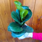 Fikus lýrovitolistý (Ficus lyrata) - výška 20-30 cm, kont. C1L - OKRASNÝ KVETINÁČ 